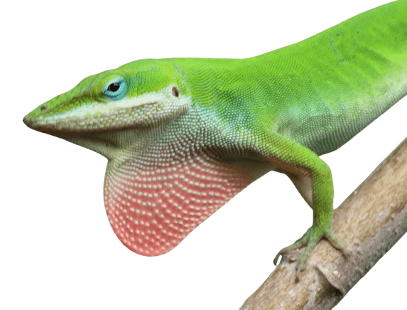 Anolis rudokrký