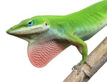 Anolis rudokrký