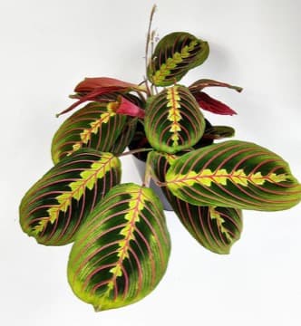 Maranta běložilná