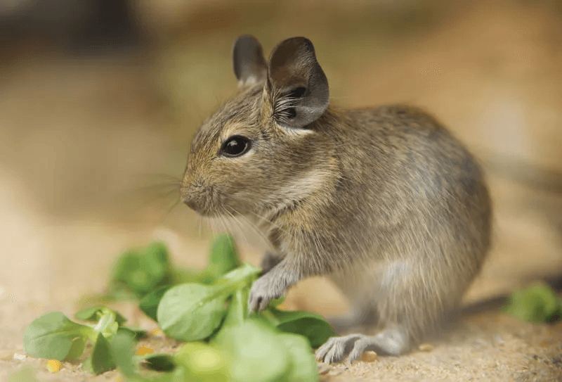 Osmák degu