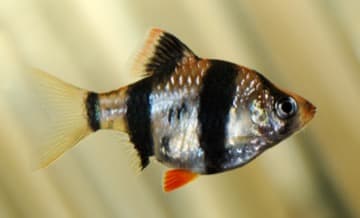 Parmička čtyřpruhá