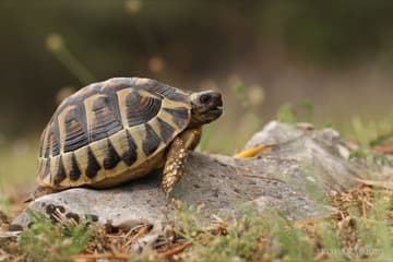 Želva zelenavá