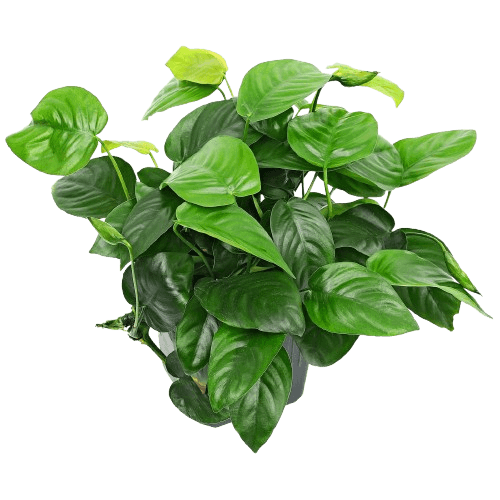 Anubias Barterův