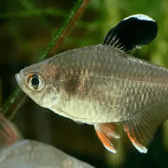 Tetra nachová