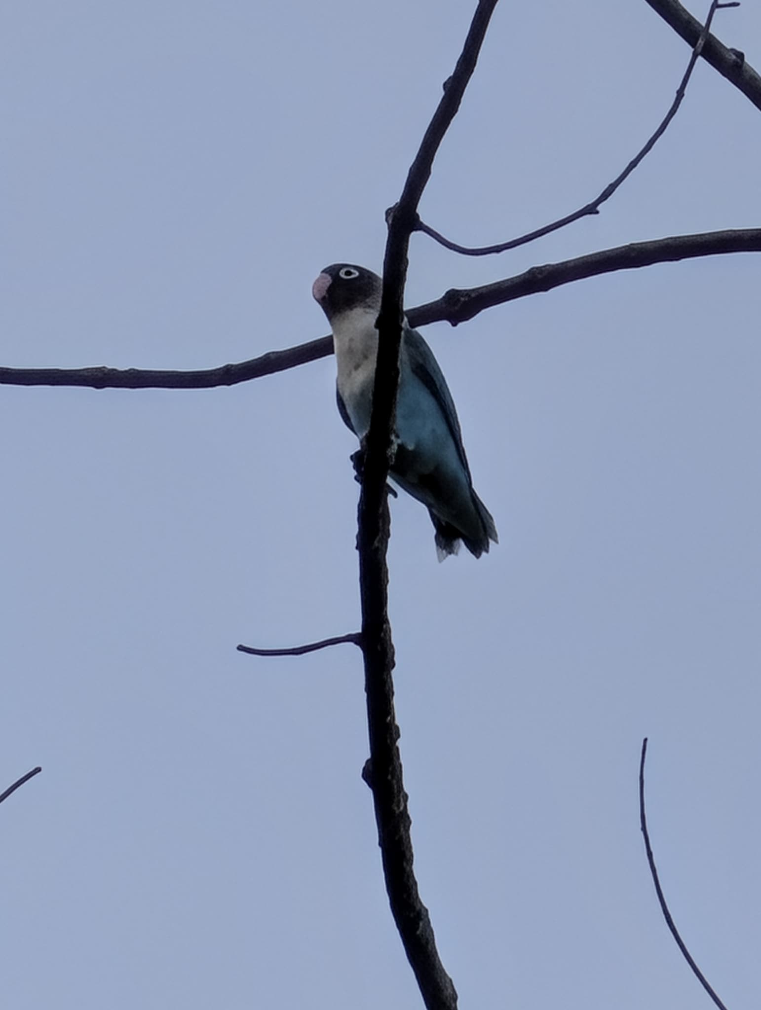 agapornis škraboškový