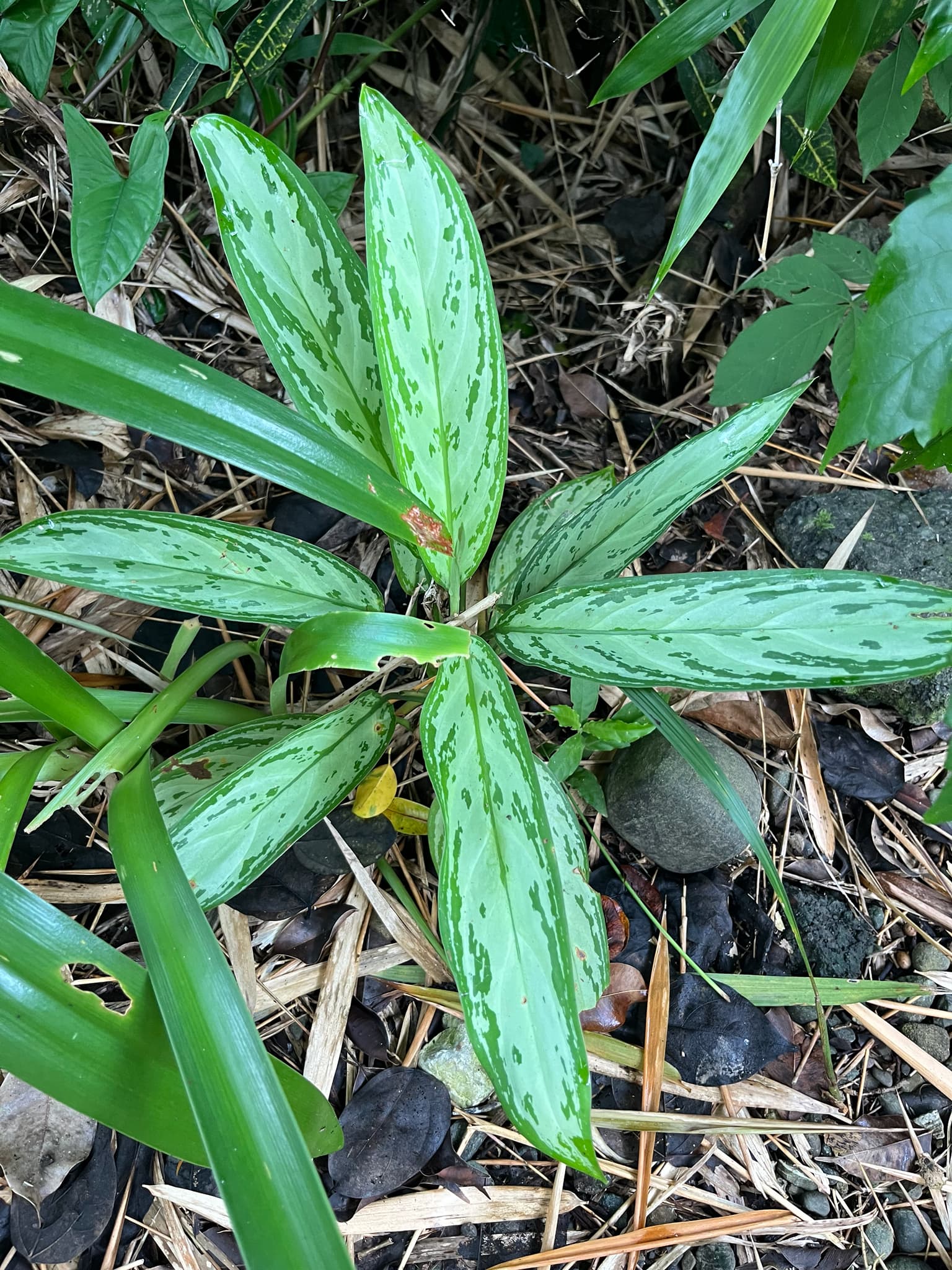 aglaonema