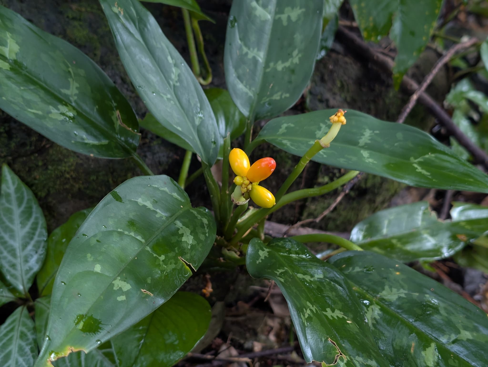 aglaonema