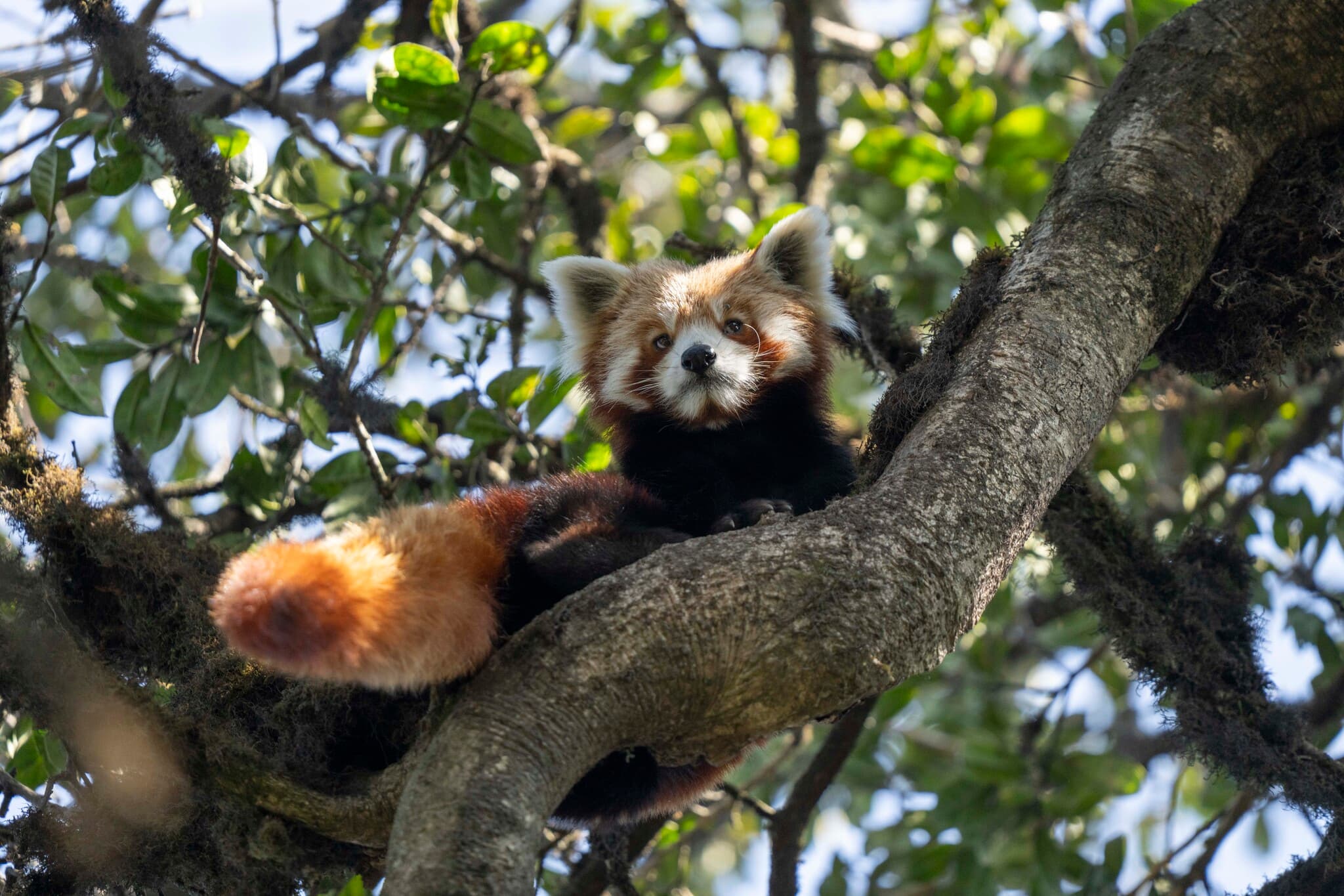 panda červená (malá)