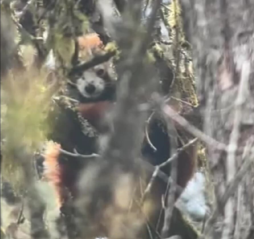 panda červená (malá)