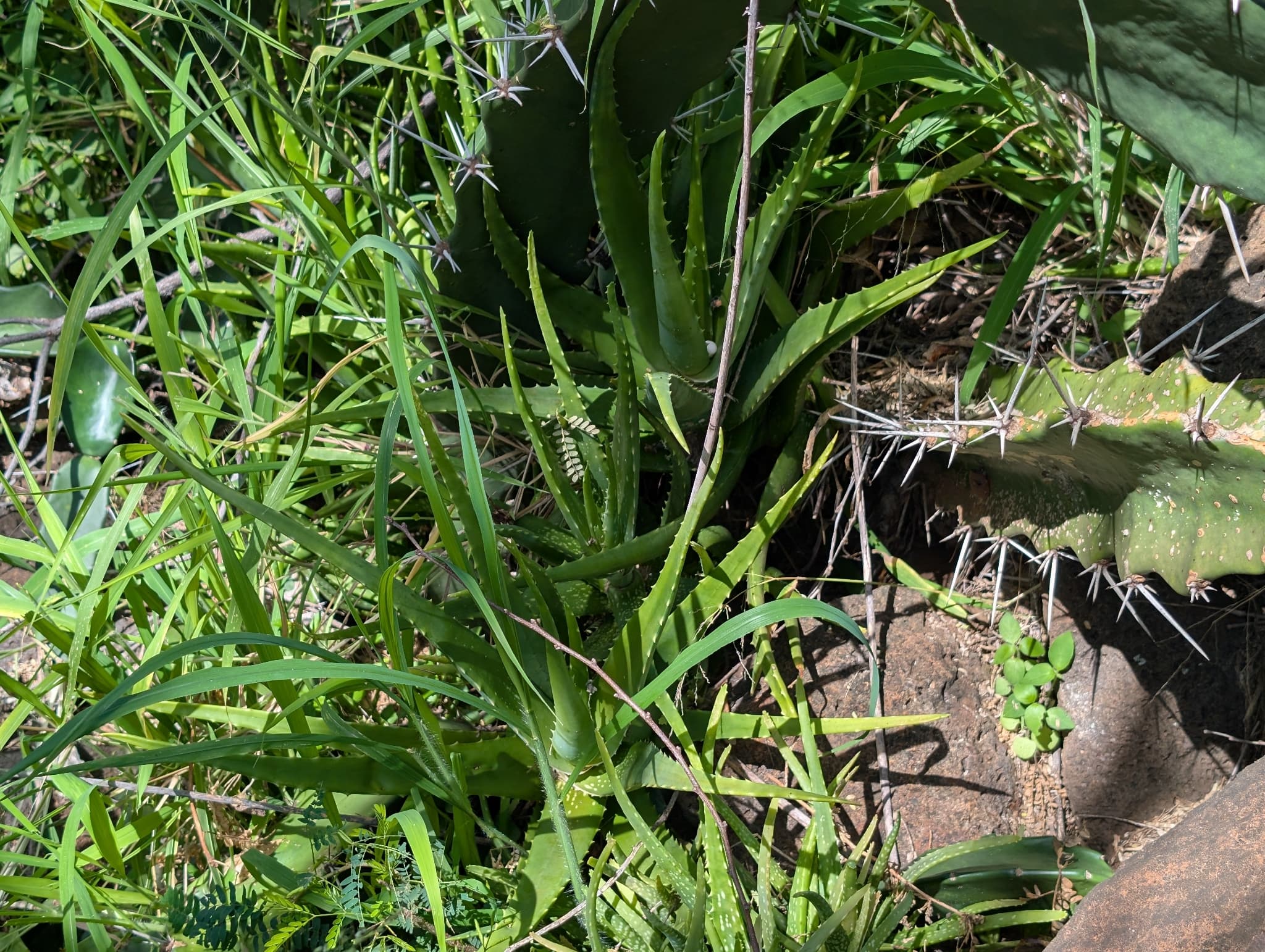 Aloe pravá