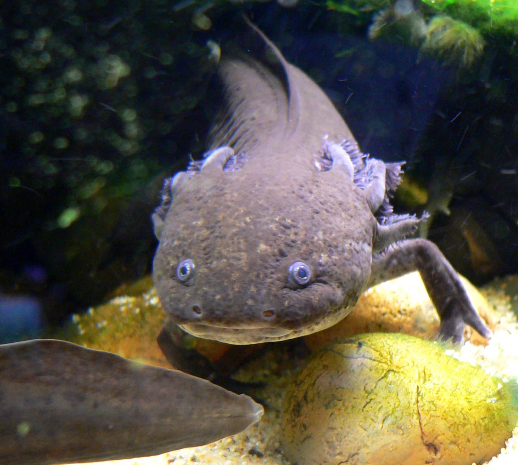 axolotl mexický