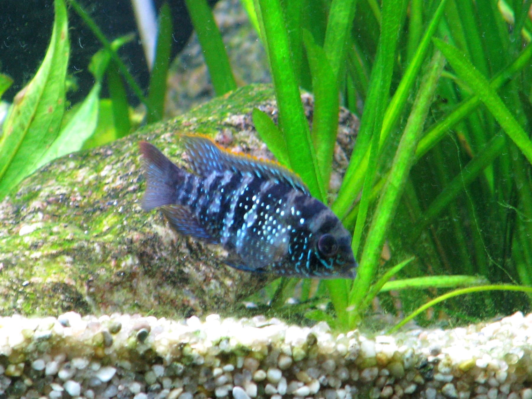 akara modrá