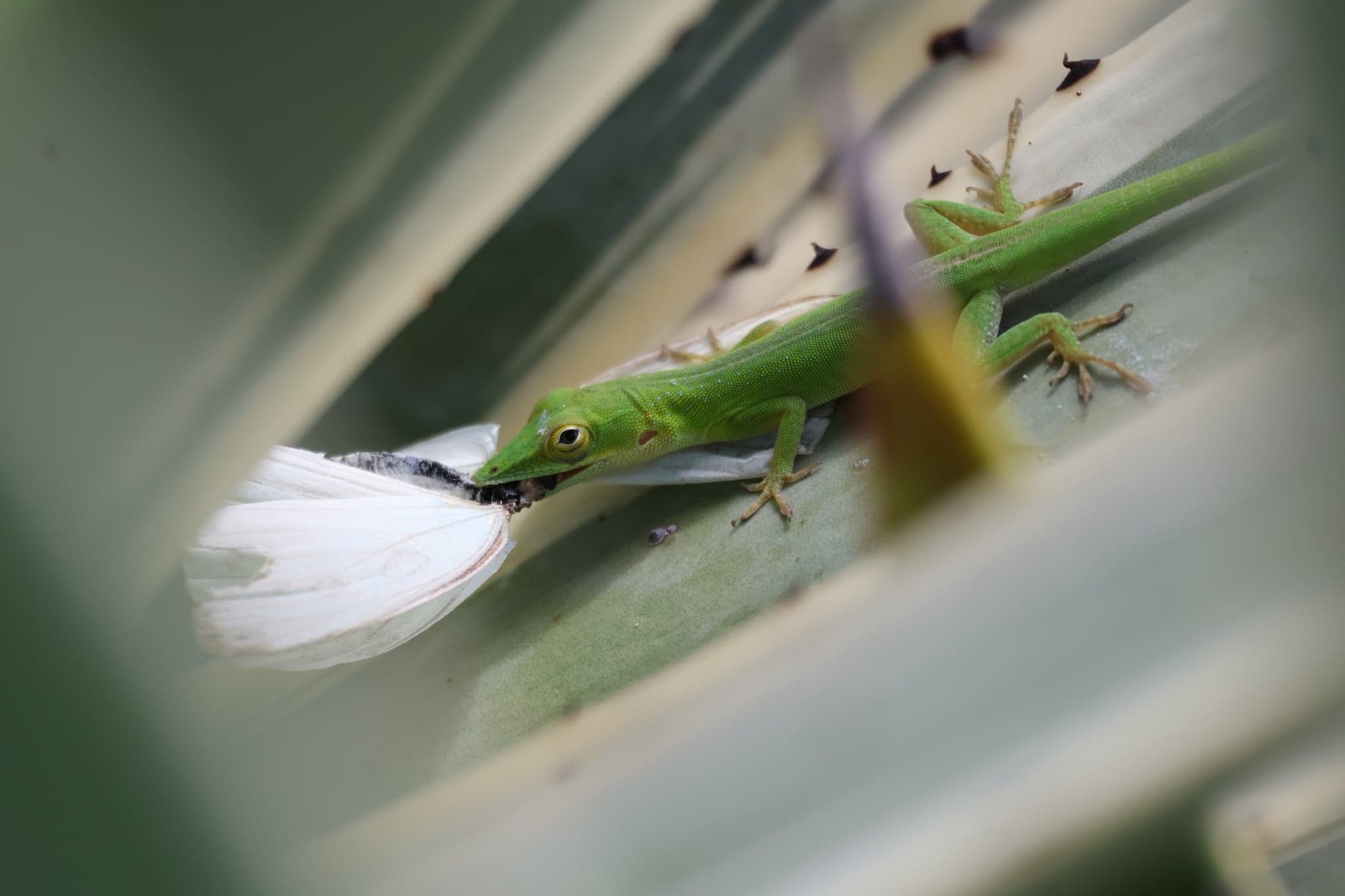 Anolis modrý