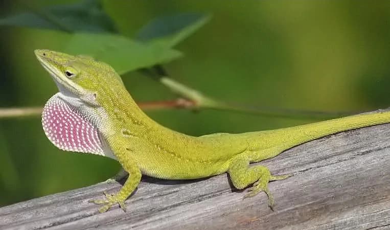 Anolis rudokrký