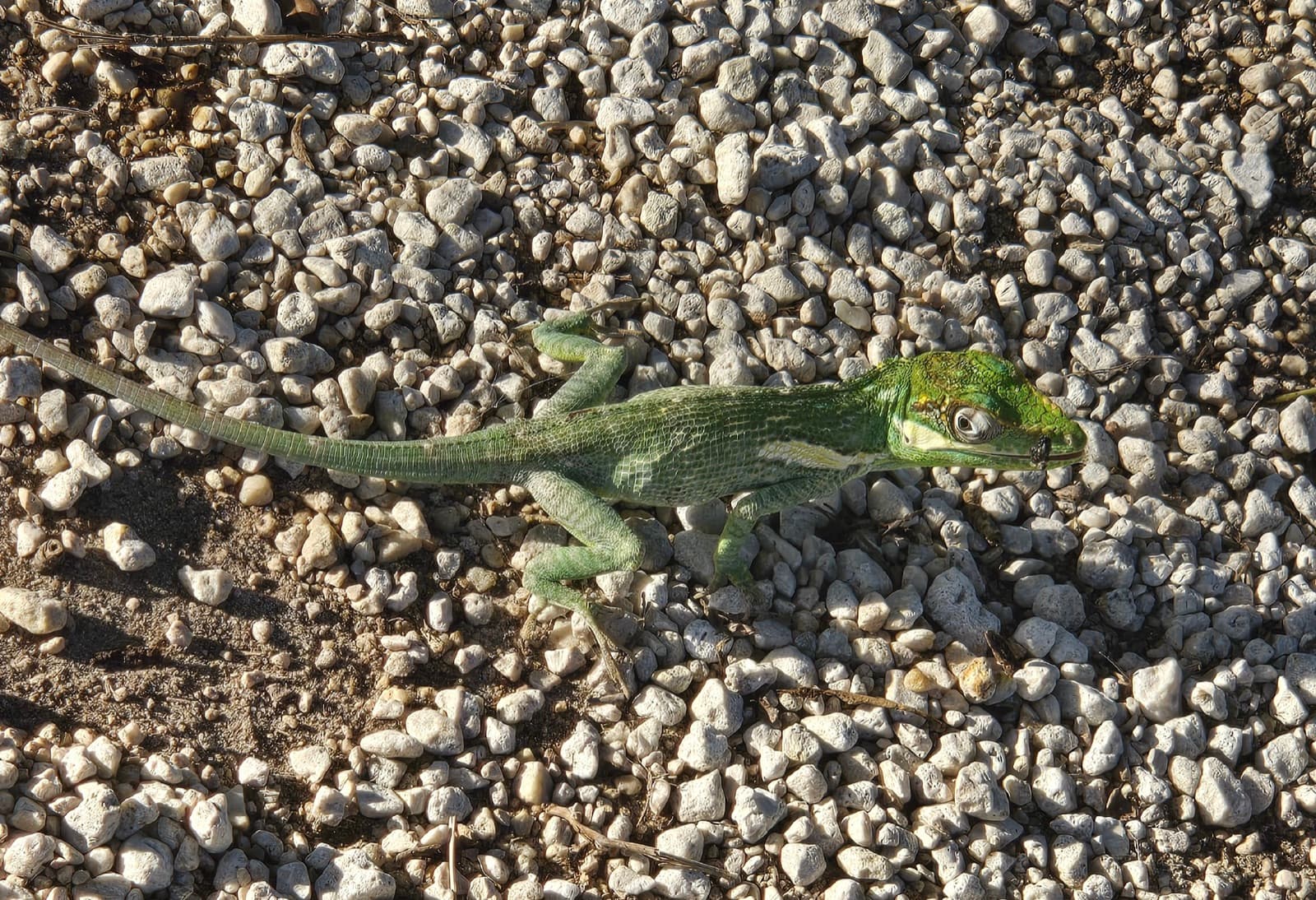 anolis rytířský