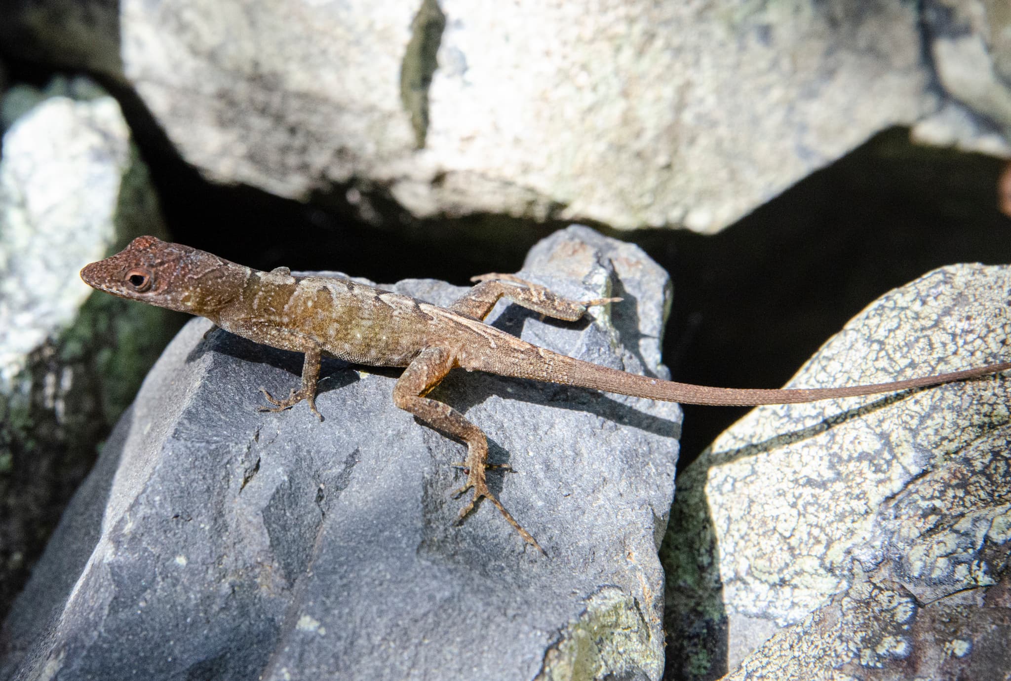 anolis