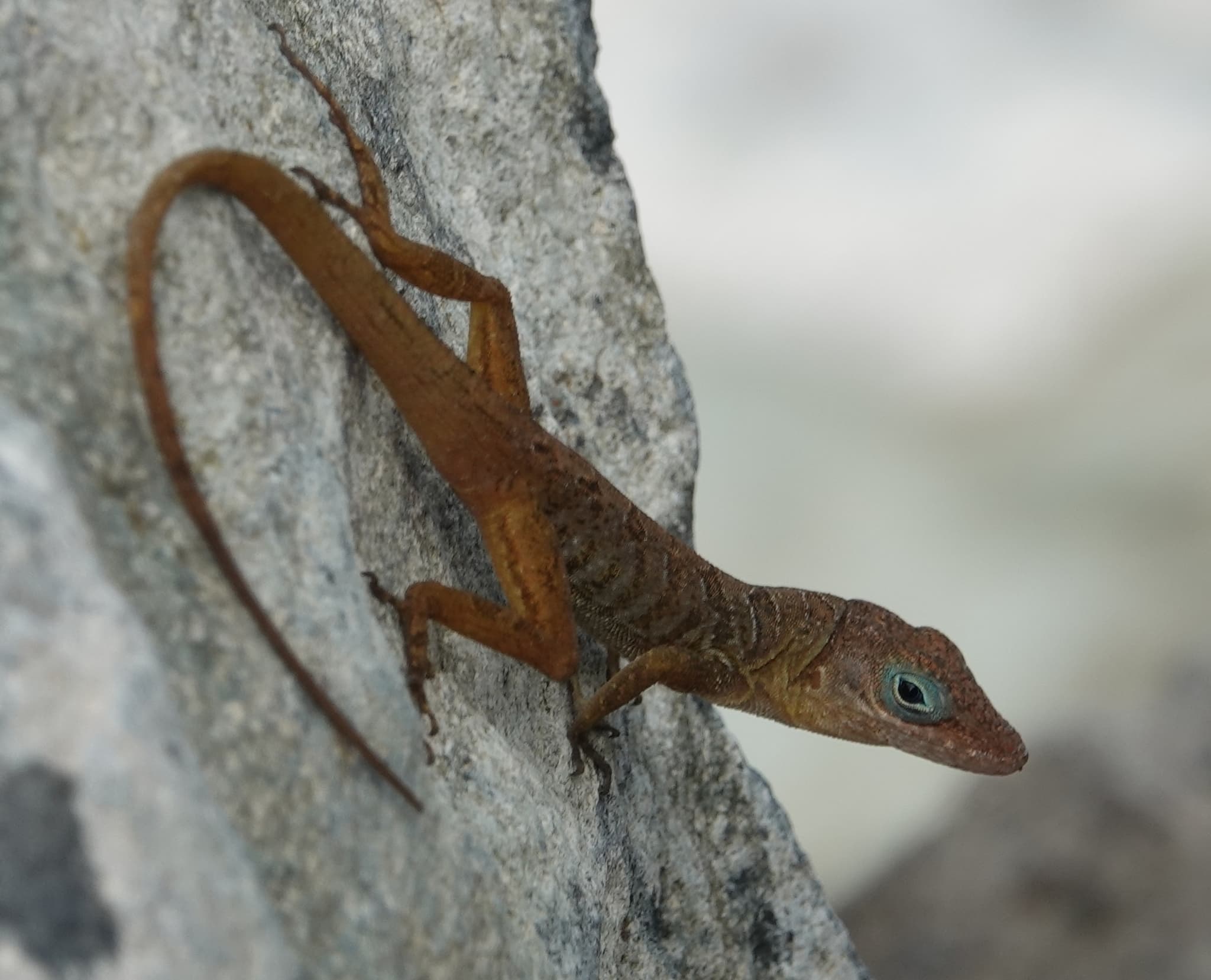 anolis