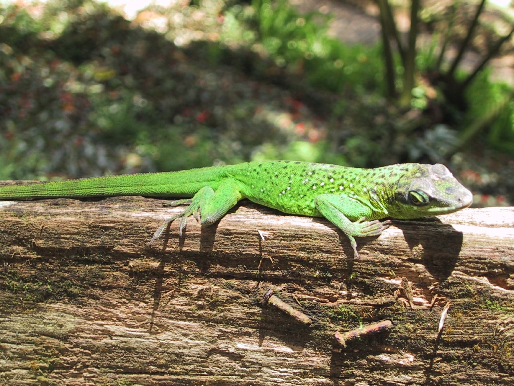 anolis