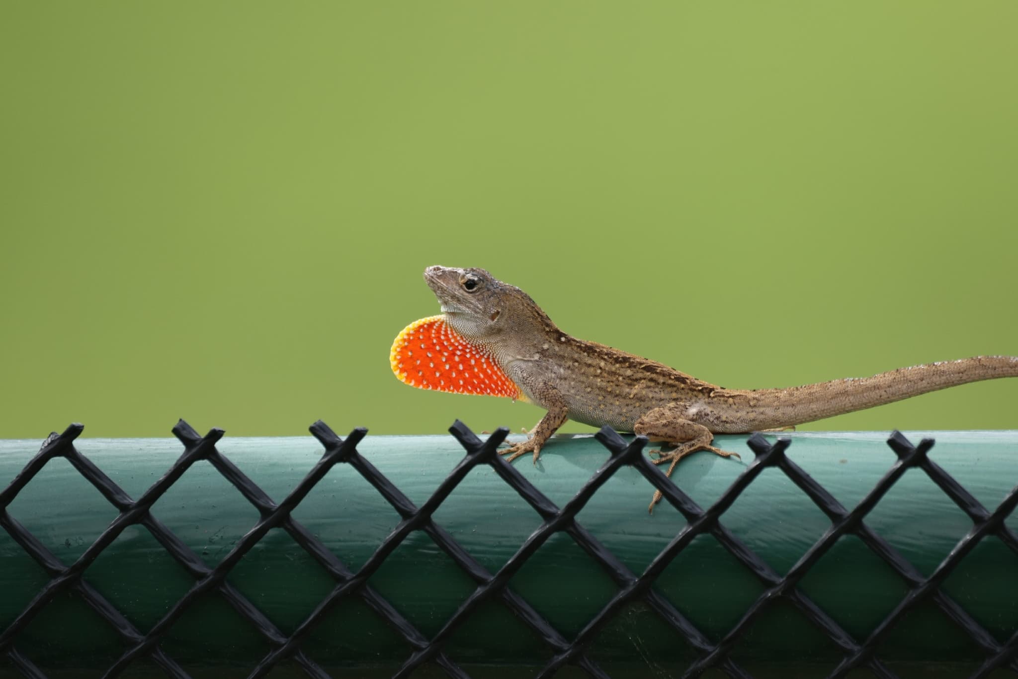 anolis šedý