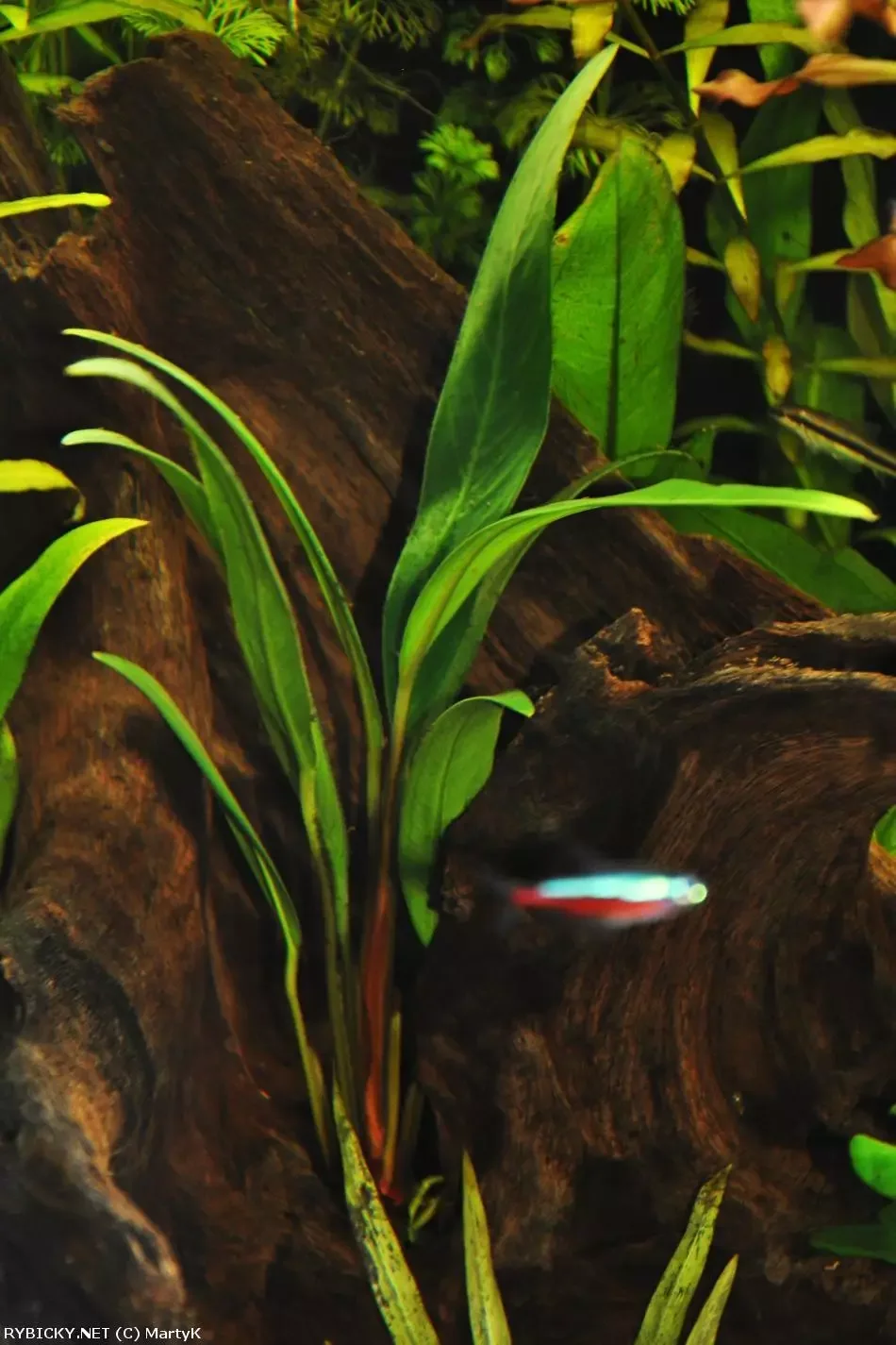 Anubias Afzelův