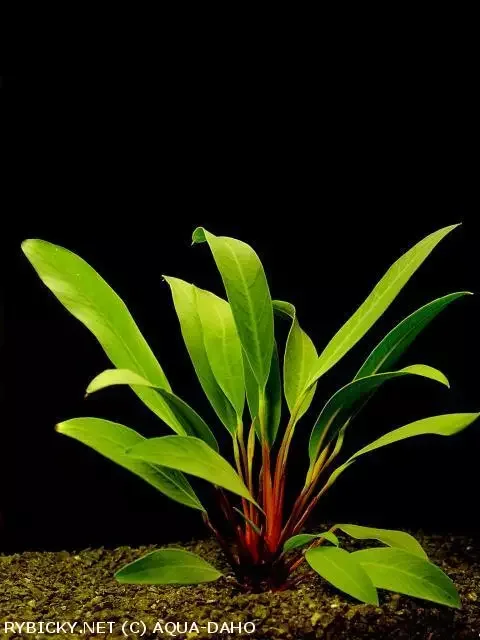 Anubias Afzelův