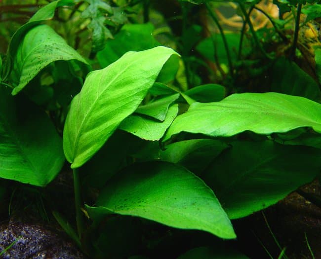 Anubias Barterův