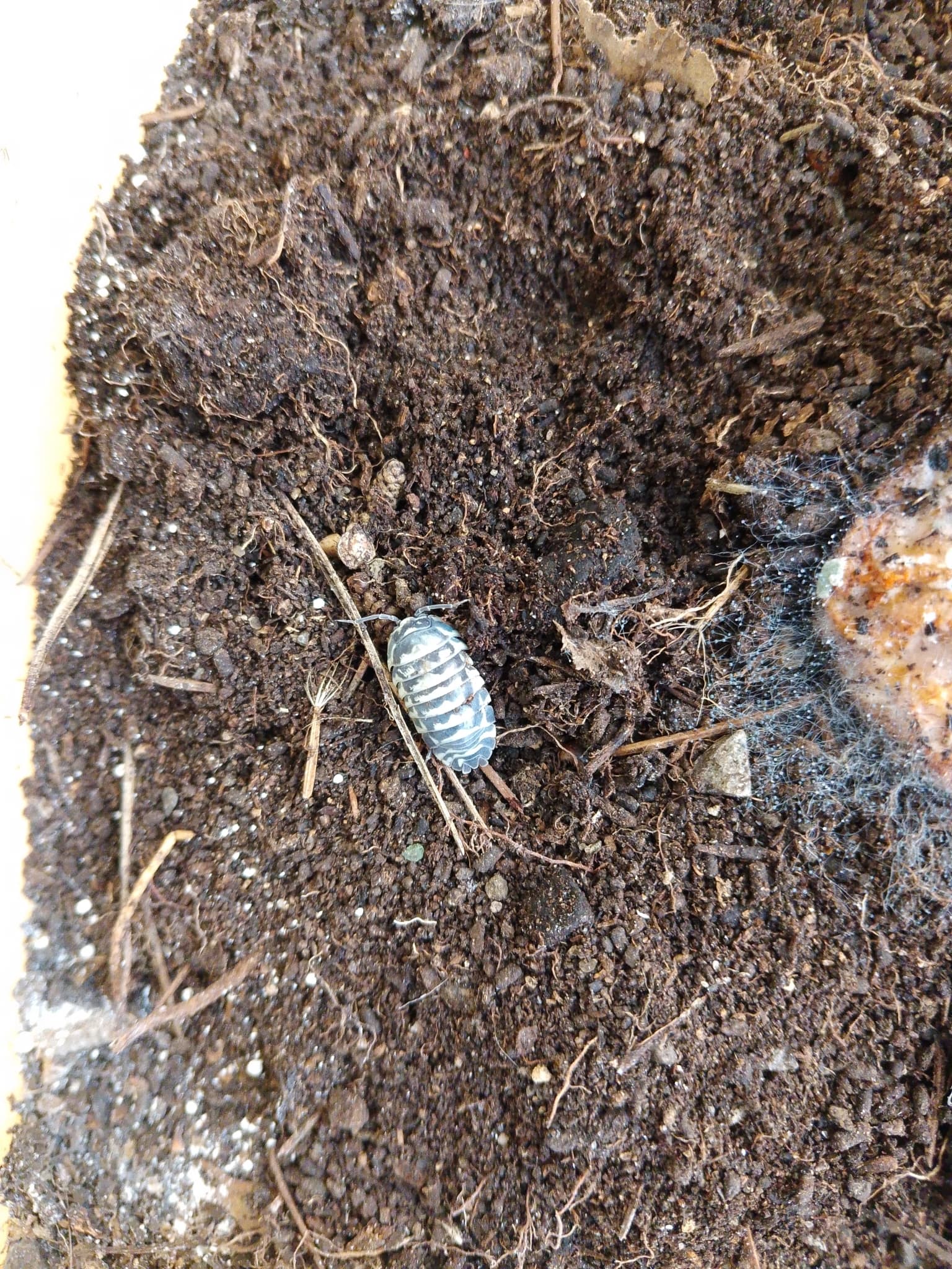 Svinka zebra