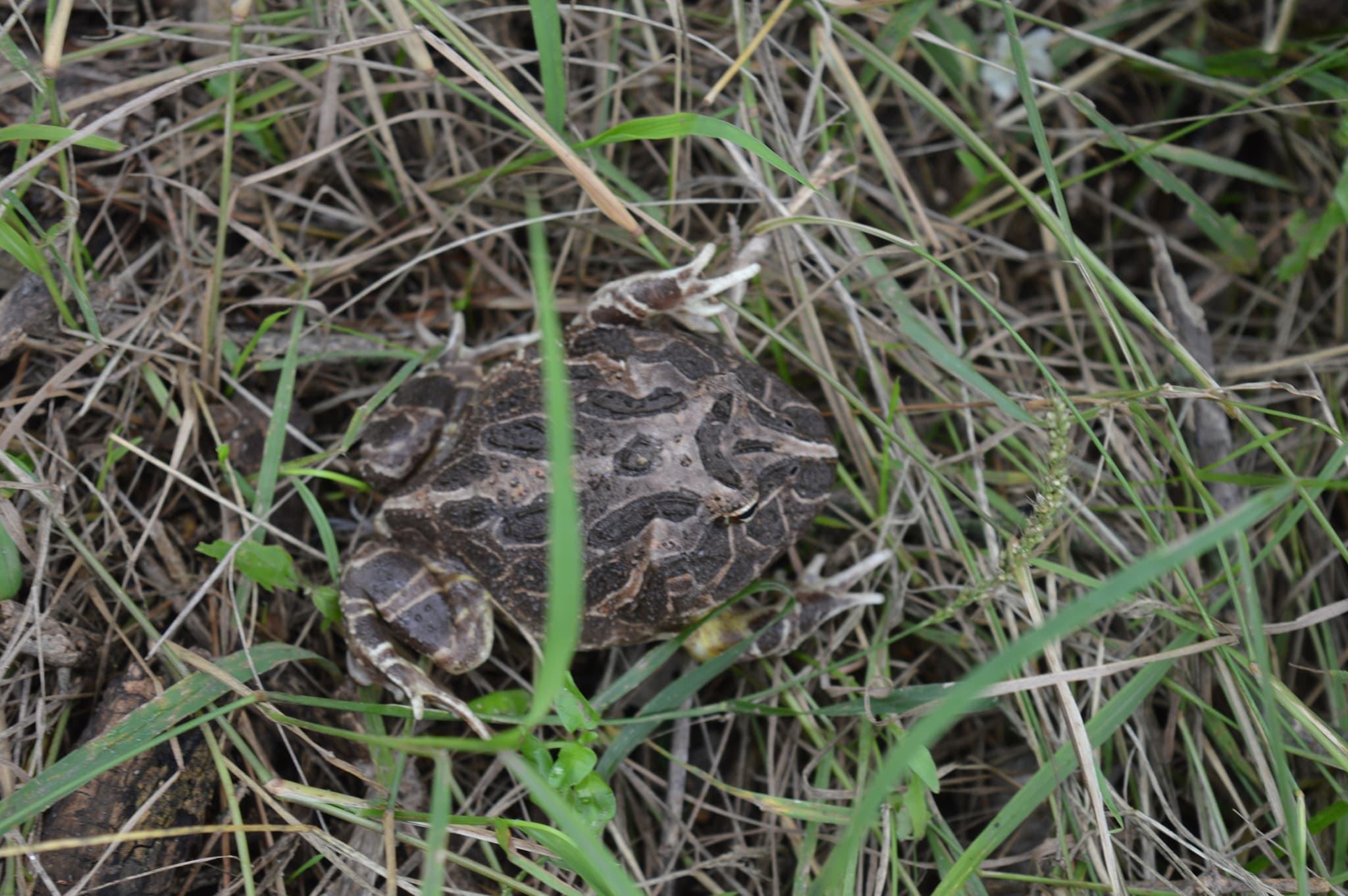 rohatka Cranwellova