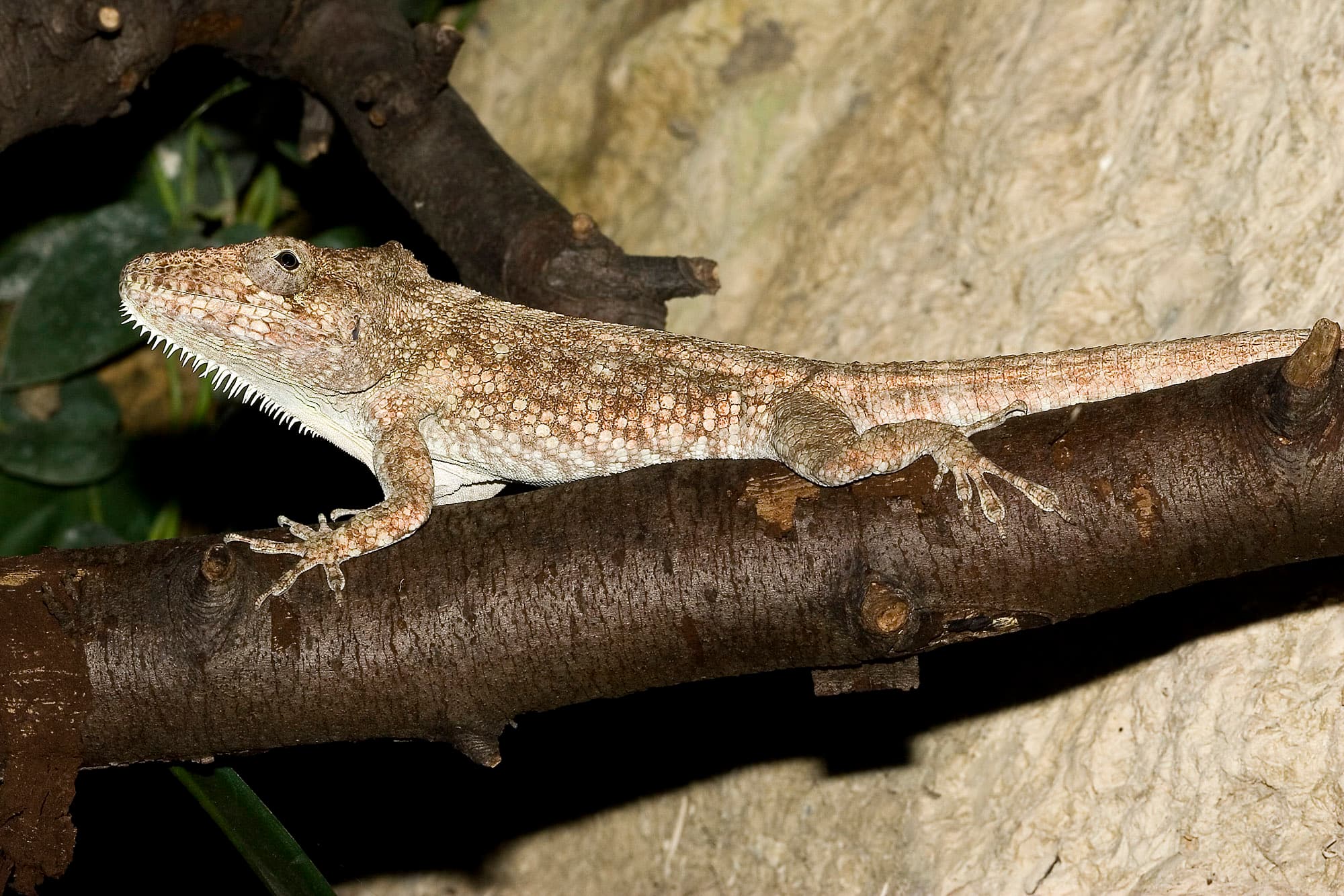 Chamaeleolis barbatus