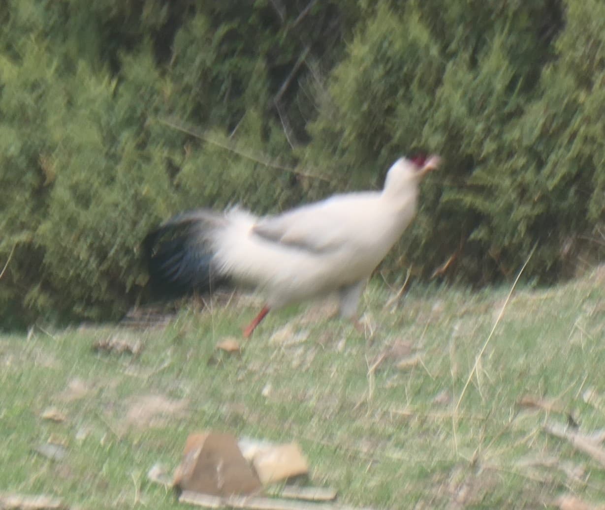 bažant tibetský