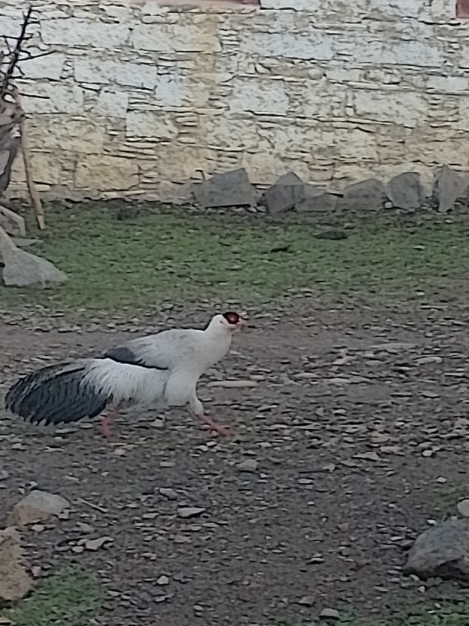 bažant tibetský