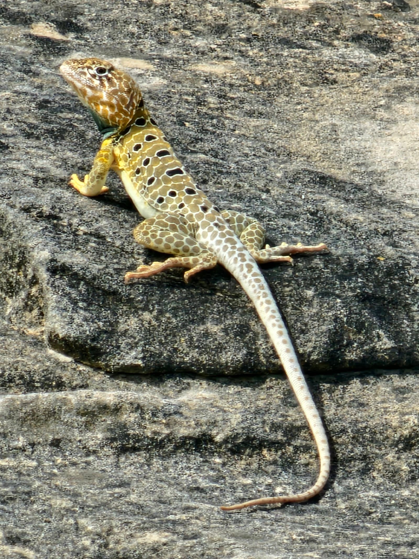 leguánek/ leguánovec mřížkovaný