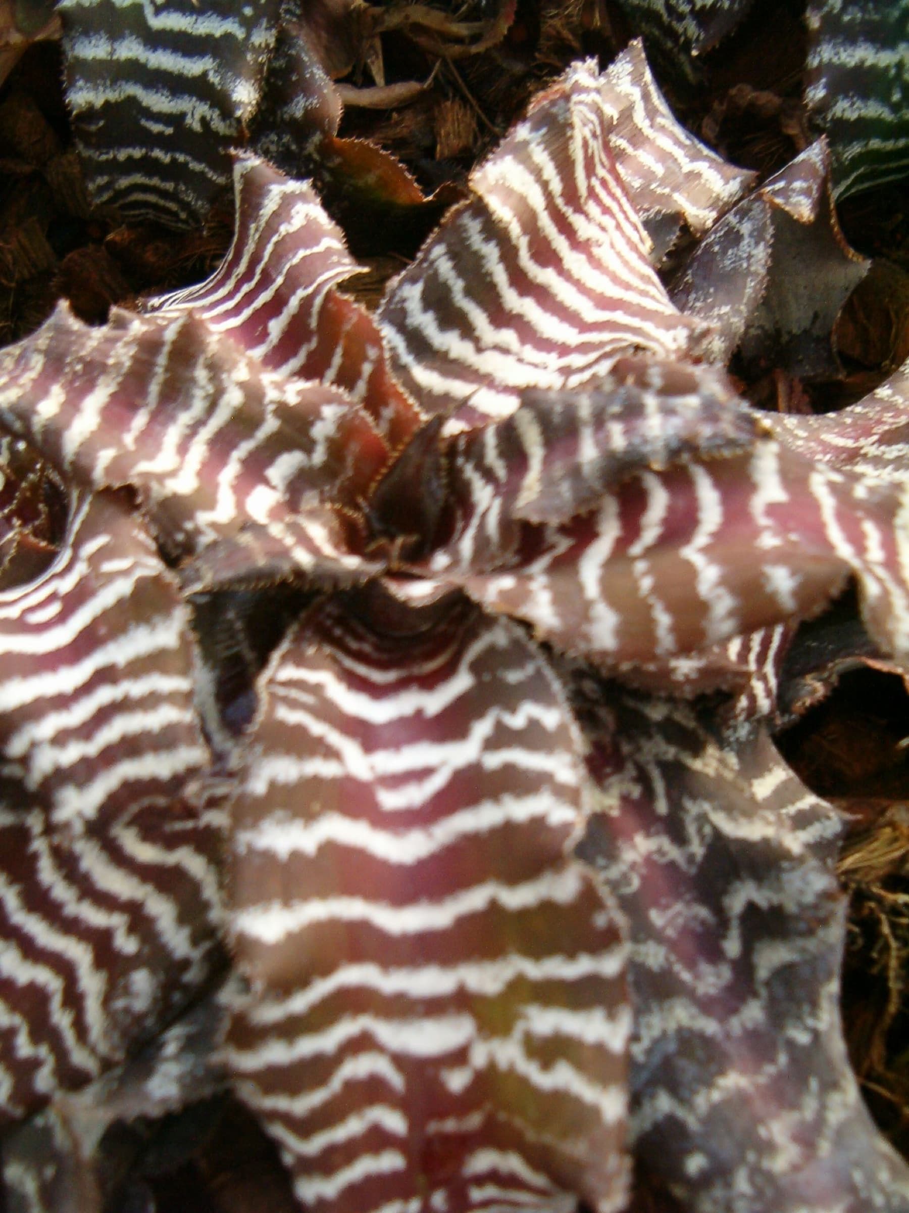 skrytenka pruhovaná