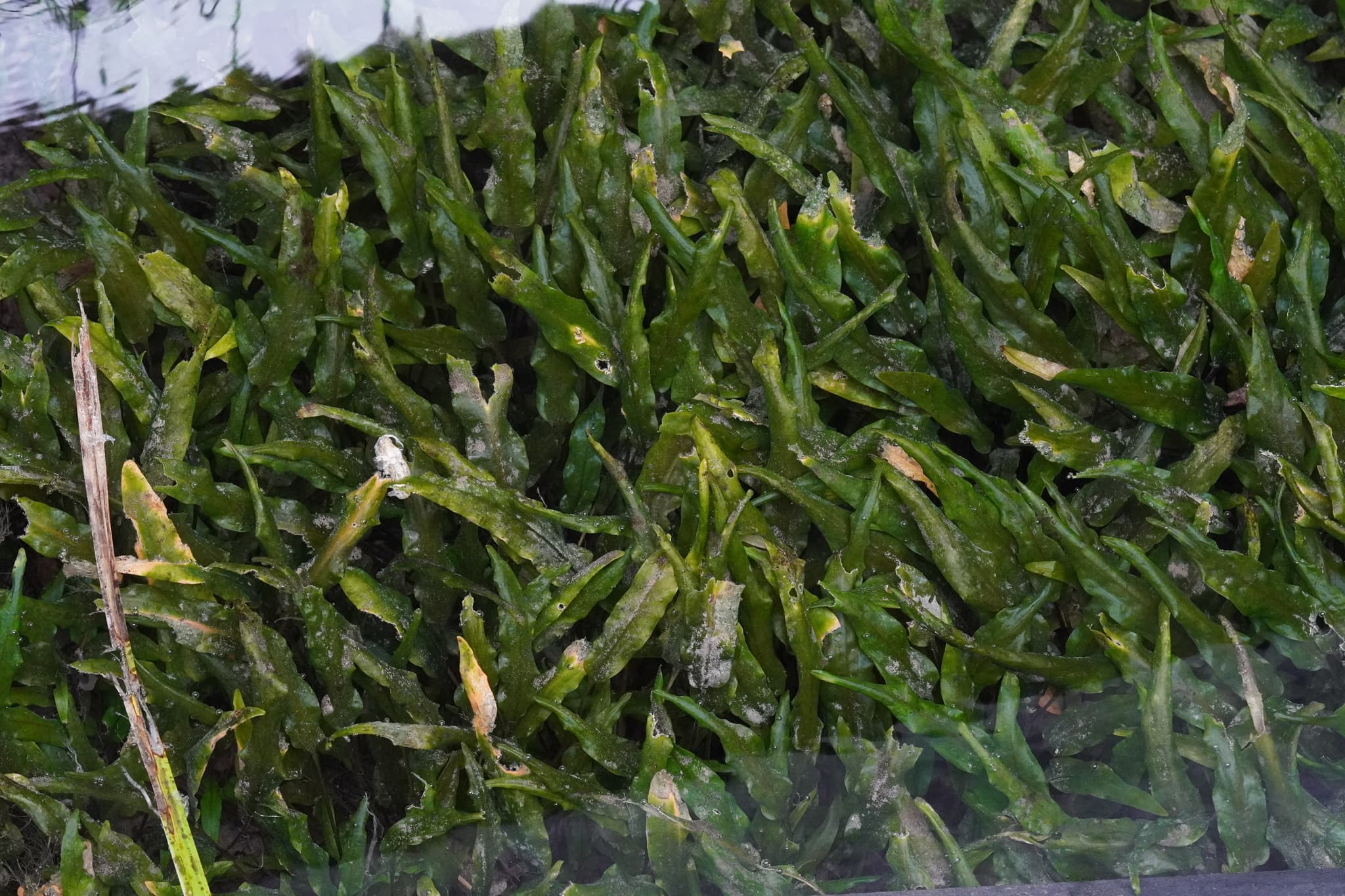 Kryptokoryna Wendtova