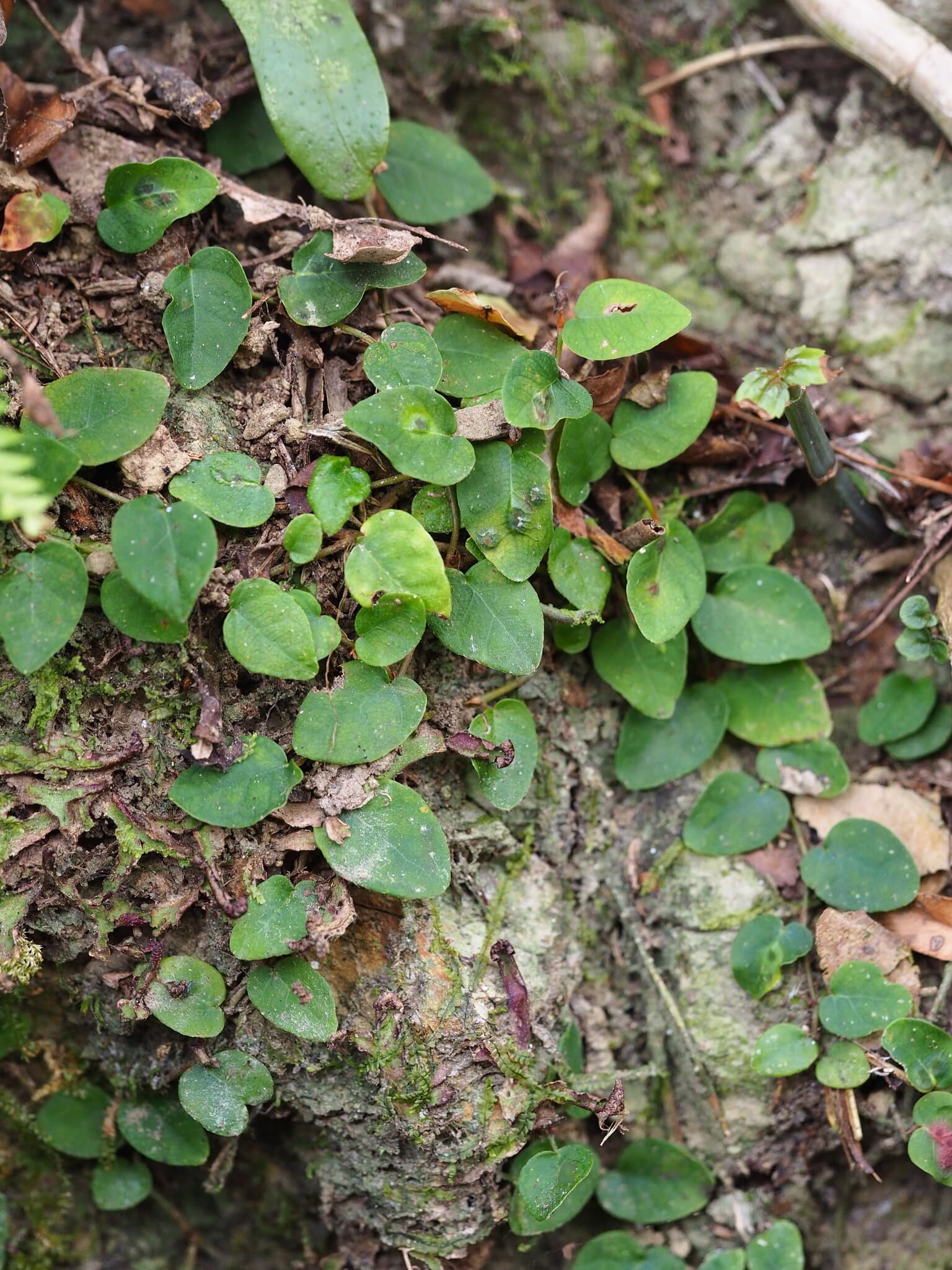 Ficus pumila