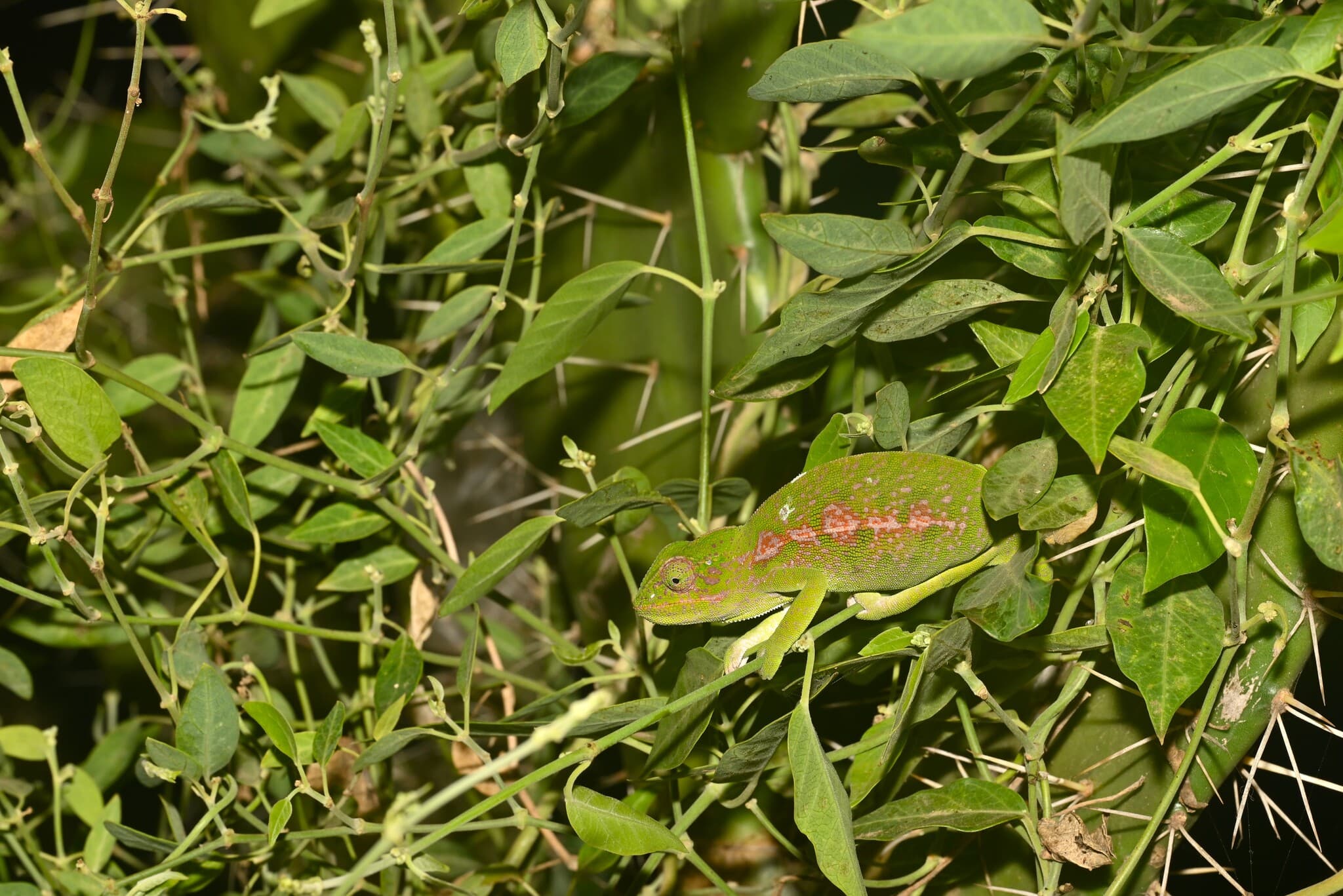 chameleon kobercový