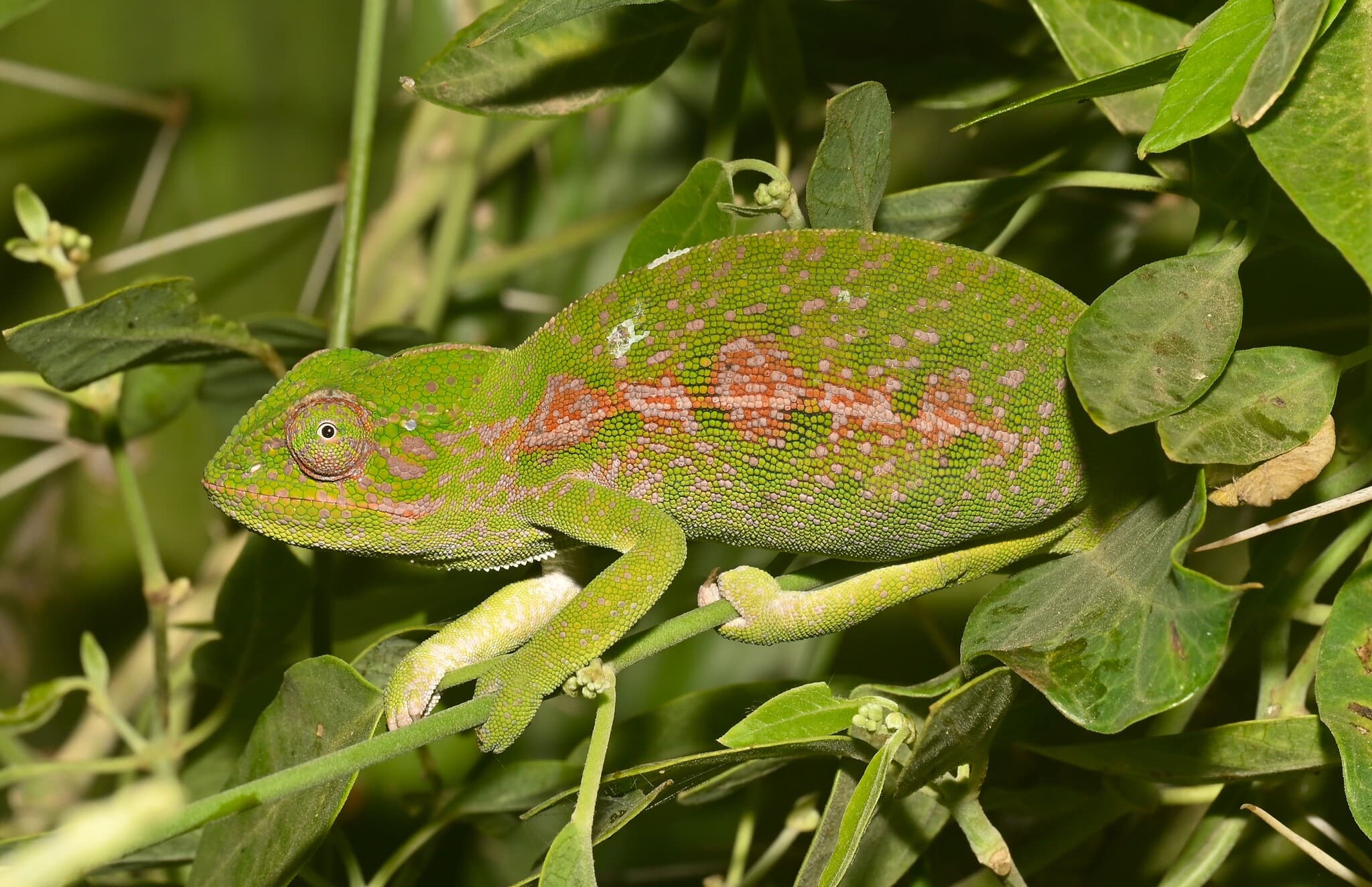 chameleon kobercový