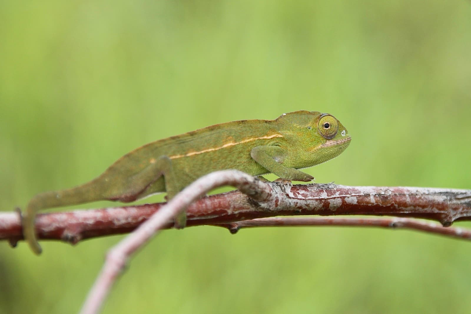 chameleon kobercový