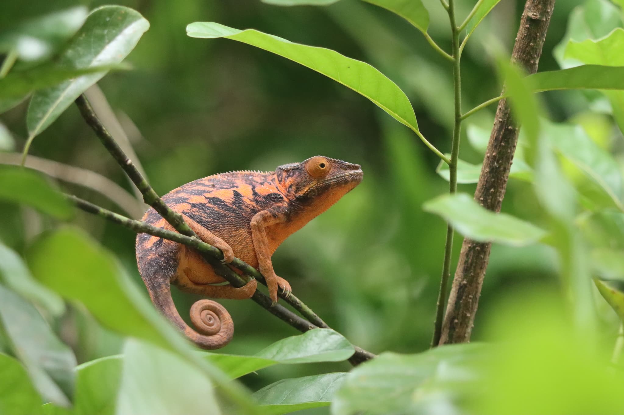 Chameleon pardálý