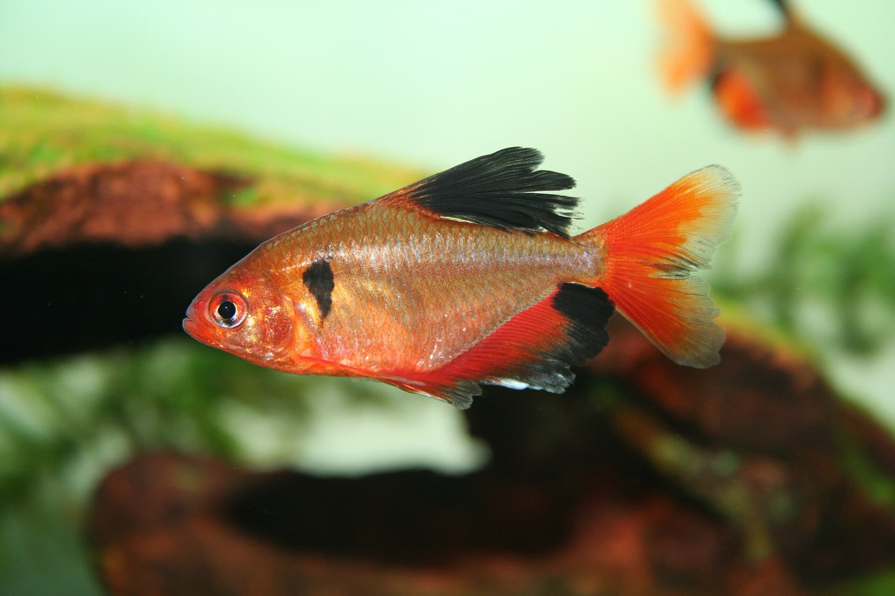 tetra krvavá