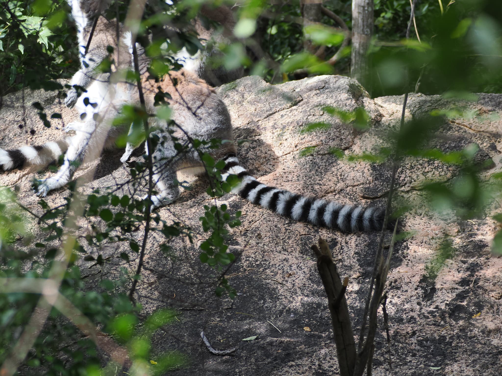lemur kata