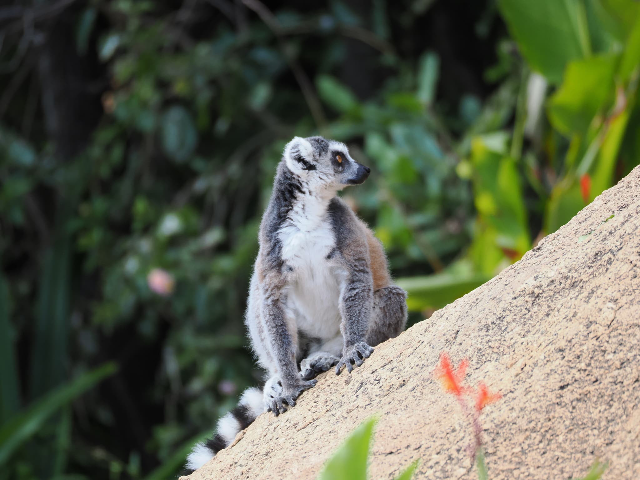 lemur kata