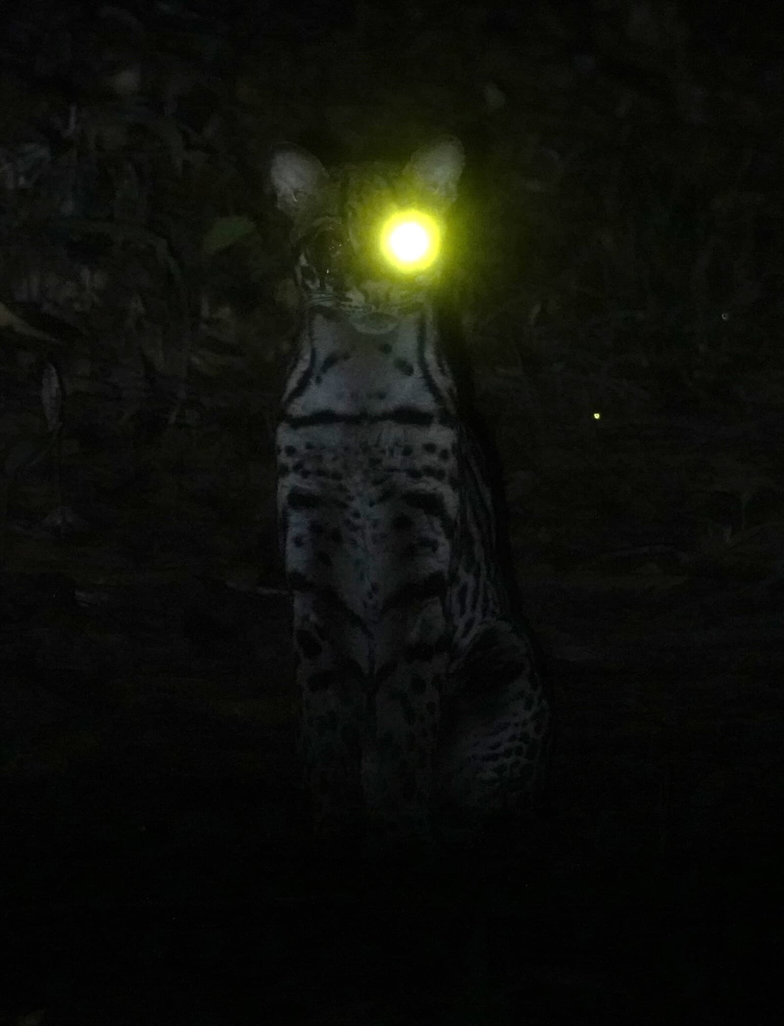 ocelot velký