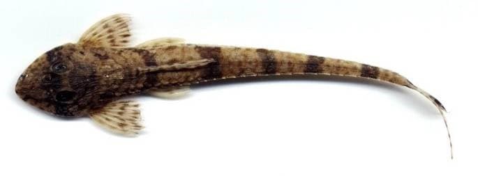 Loricaria filamentosa