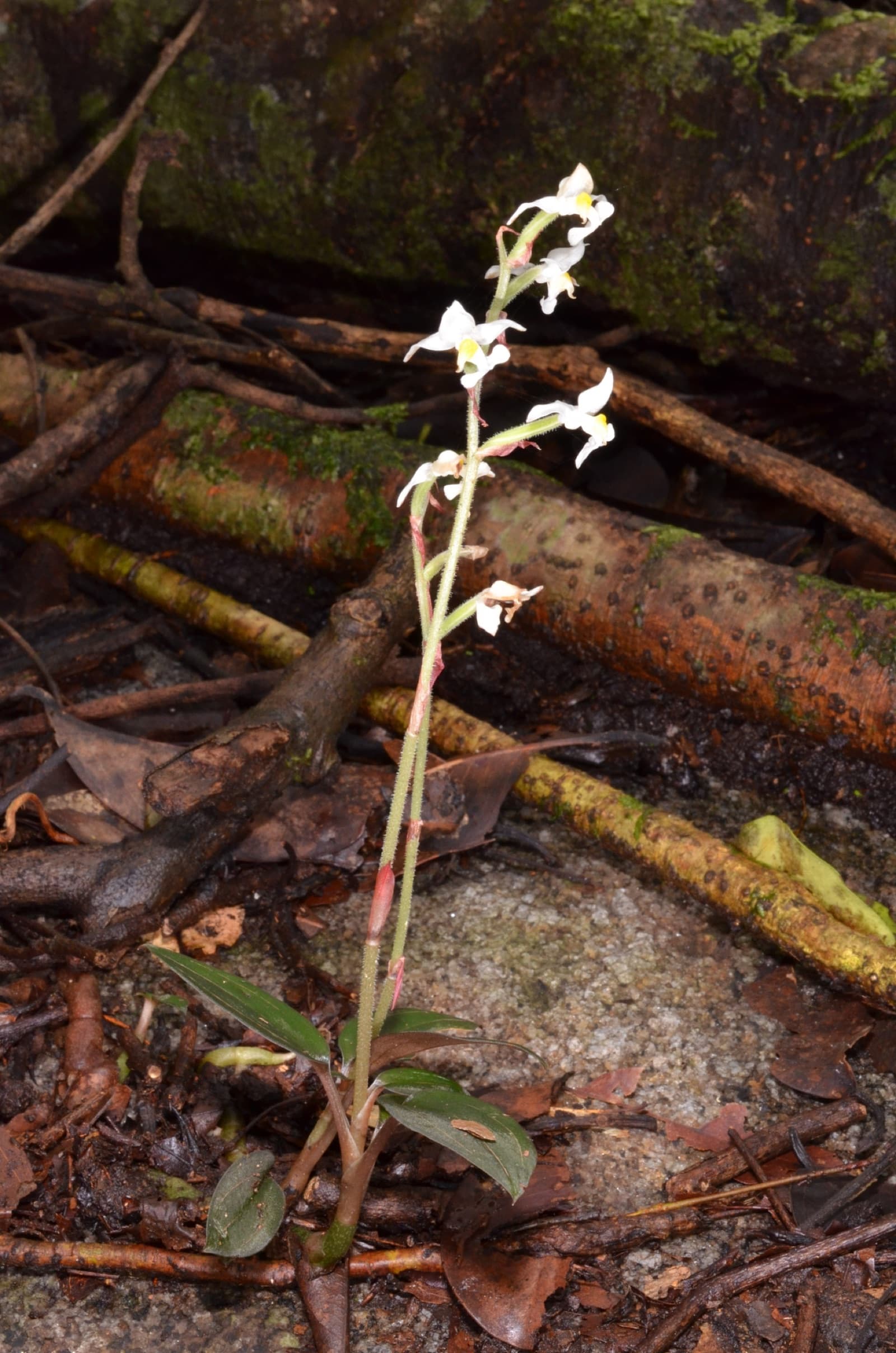 orchidej