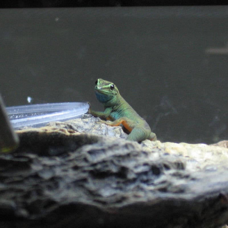Lygodactylus williamsi
