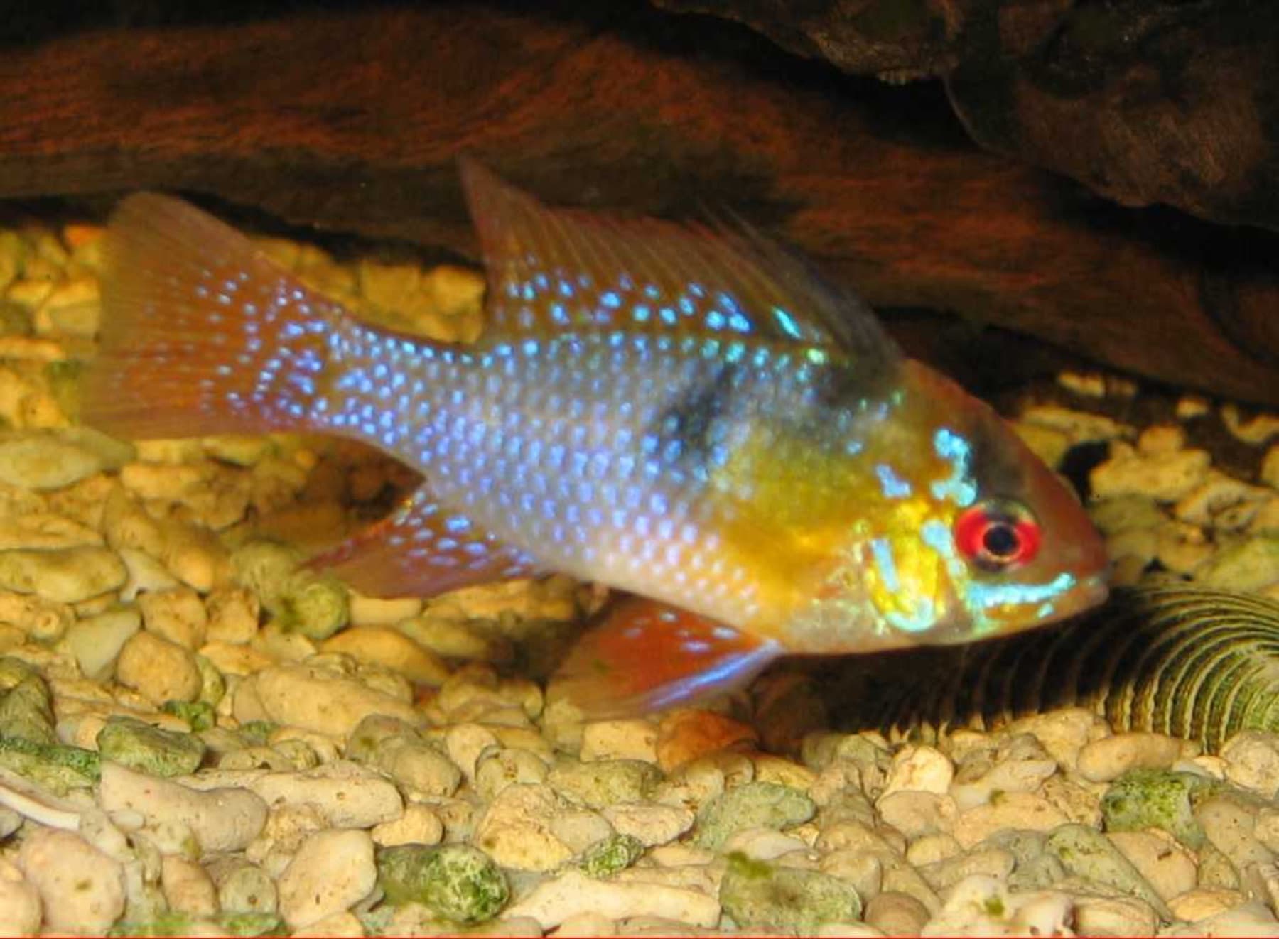 cichlidka Ramirezova