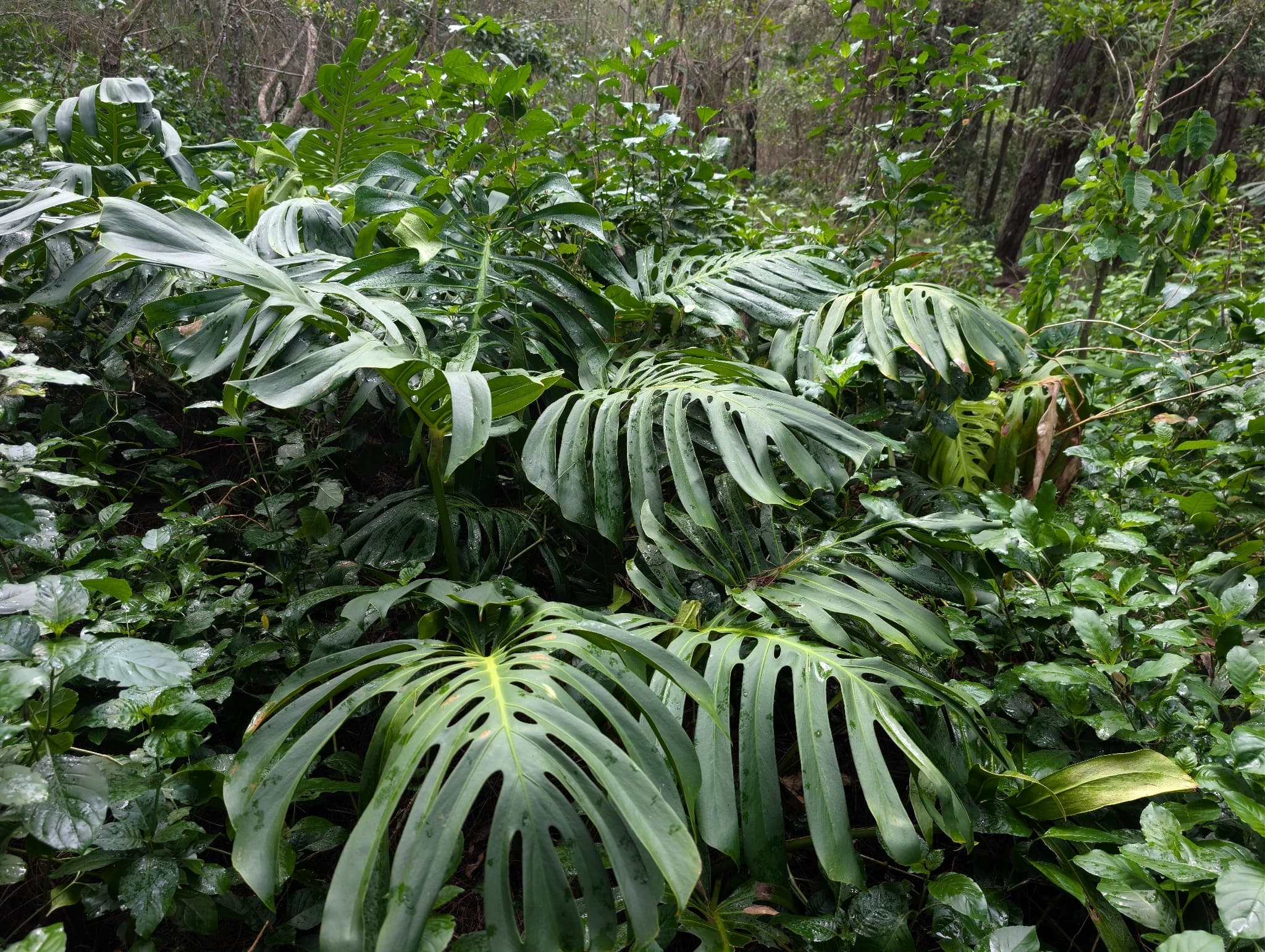Monstera skvostná