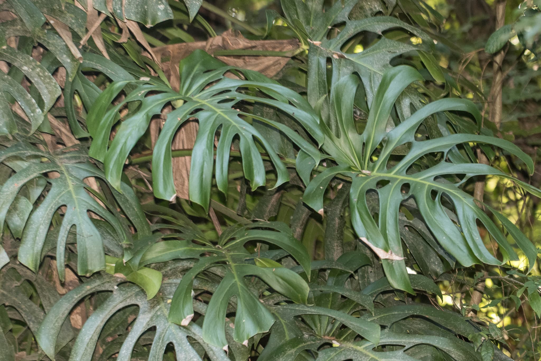 Monstera deliciosa