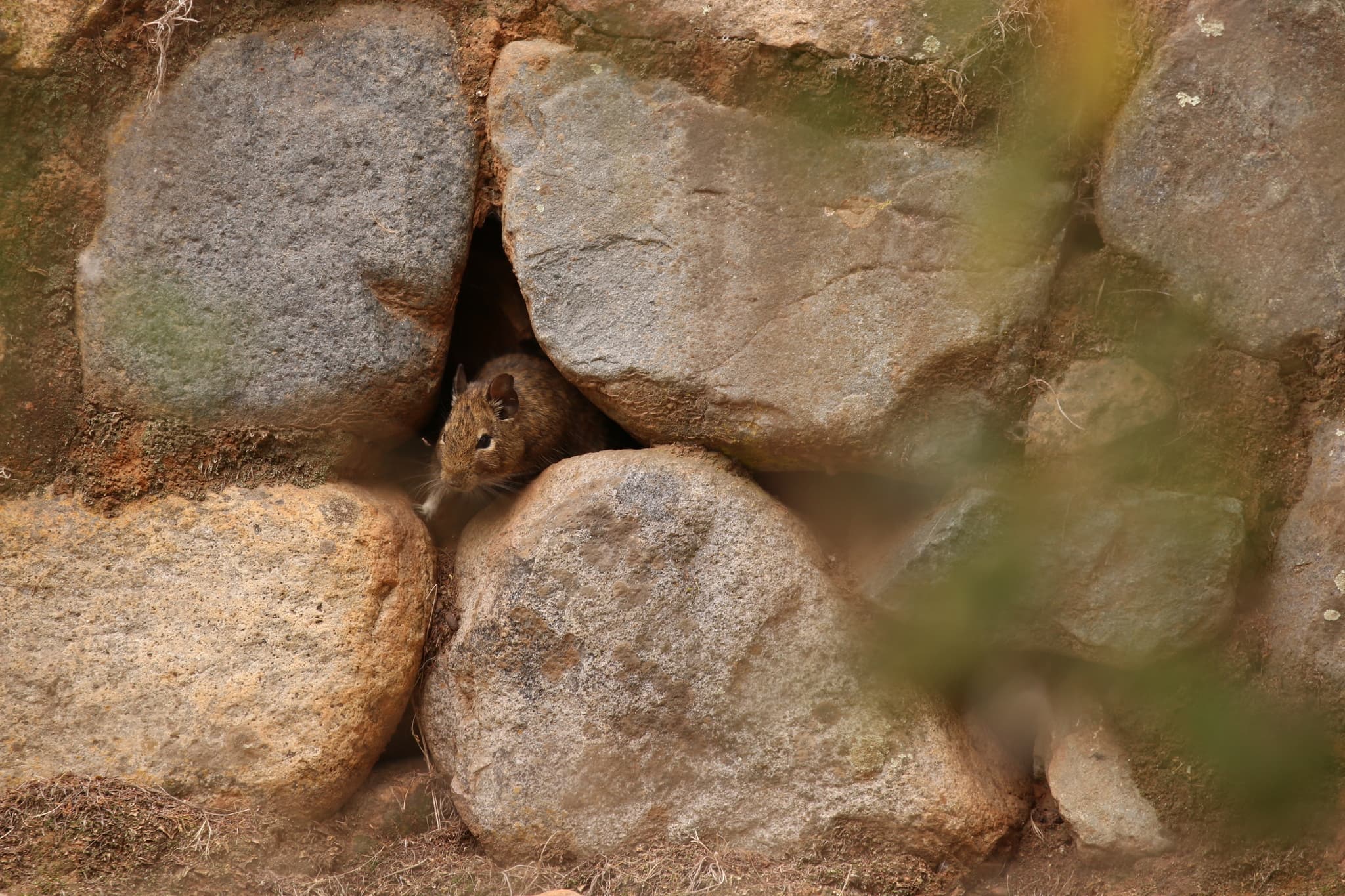 Osmák degu